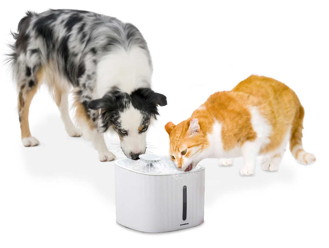 Un cane e un gatto bevono con la Fontana per animali